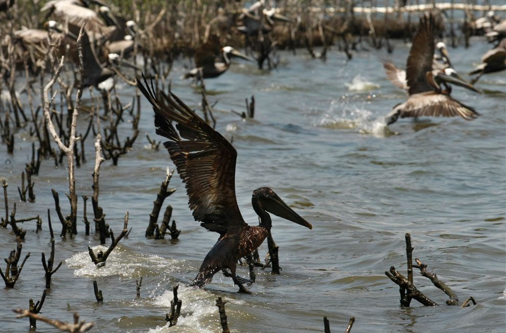 Bird, coated in oil, BP oil spill Gulf of Mexico