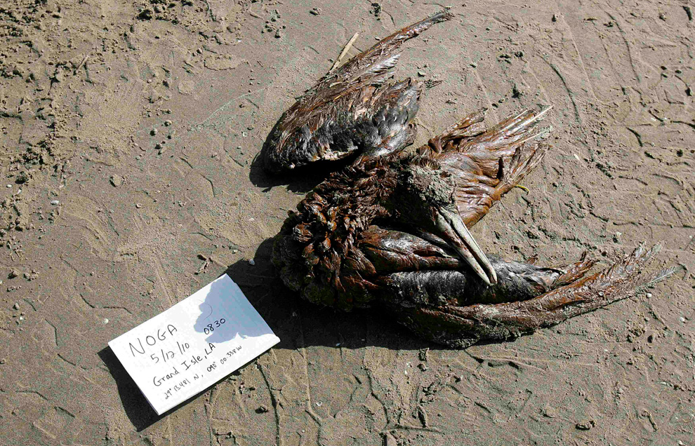 Dead bird, killed by oil spill, Gulf of Mexico