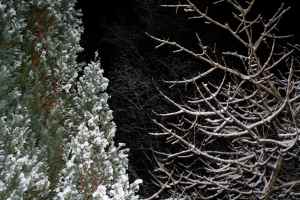 Snowy trees at night