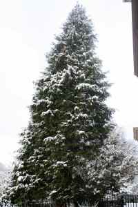 Snowy cedar tree
