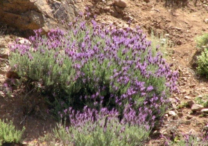 Lavender on rocky hillside